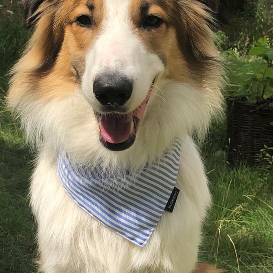 Aussie Collie © Christiane Korda Hund,Fleischfresser,Pflanze,Hunderasse,Begleithund,Schnurrhaare,Schnauze,Gras,Baum,Fell,