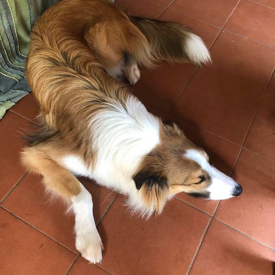 Aussie Collie © Christiane Korda Hund,Fleischfresser,Hunderasse,Boden,Bodenbelag,Fawn,Begleithund,Holz,Hartholz,Komfort,