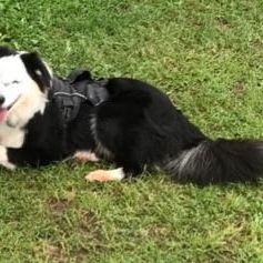Aussie Collie © Ute Nonnweiler Hund,Fleischfresser,Hunderasse,Gras,Begleithund,Arbeitstier,Schnauze,Hundezubehör,Pflanze,Schwanz,