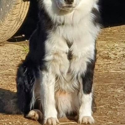 Aussie Collie © Ute Nonnweiler Hund,Hunderasse,Fleischfresser,Begleithund,Hütehund,Arbeitstier,Fell,Landtier,Sportliche Gruppe,Arbeitshund,
