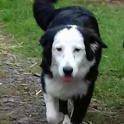 Aussie Collie © Ute Nonnweiler Hund,Fleischfresser,Hunderasse,Begleithund,Canidae,Hütehund,Gras,Sportliche Gruppe,Arbeitshund,Zaun,