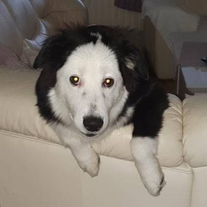 Aussie Collie © Ute Nonnweiler Hund,Fleischfresser,Hunderasse,Begleithund,Arbeitstier,Schnauze,Couch,Hütehund,Sportliche Gruppe,Glücklich,