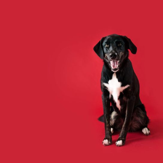 happy sitting Aussiedor Dog,Mammal,Vertebrate,Dog breed,Canidae,Carnivore,Sporting Group,Great dane,Borador,Guard dog,