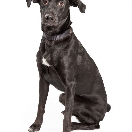 Aussiedor black Aussiedor in black is a hybrid mix of Labrador Retriever and Australian Shepherd, dog black with white dot on chest, hybrid mixed breed, medium sized dog with herding behavior, herding dog, family dog.