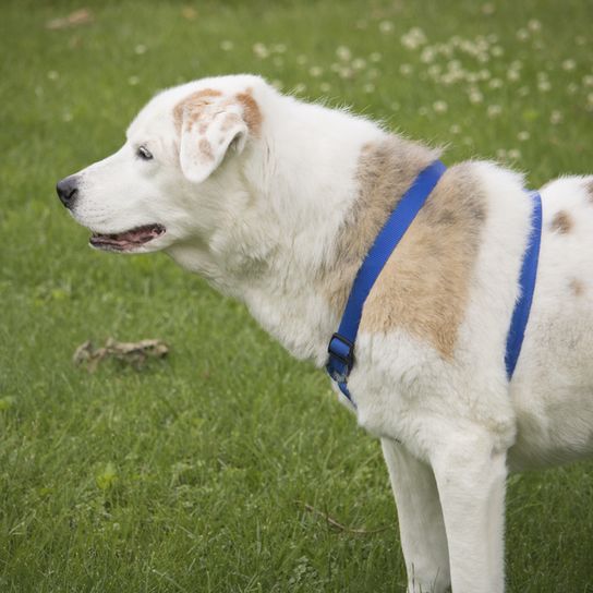 Aussiedor white Australian Shepherd Mongrel, hybrid mix of Labrador and Australian Shepherd, Aussie mix, Labimix, Labrador mix with long hair, brown white dog breed with tipped ears