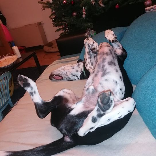Australian Dalmatian © Carina Viehauser Weihnachtsbaum,Hund,Komfort,Fleischfresser,Hunderasse,Rehkitz,Baum,Begleithund,Veranstaltung,Wohnzimmer,