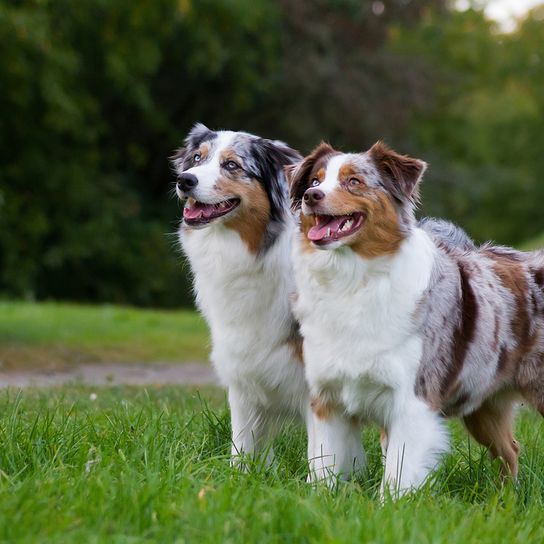 two big Australian Shepherd dogs standing side by side on a green meadow and panting, dog with long fur, colorful dogs, dog that has three colors and blue eyes, Australian dog breed, big dog breed, not a beginner dog, popular dog breed, visually very beautiful dog, cute dog breed
