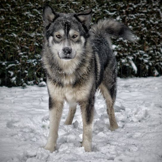 Australian Shepherd Malamute Character Ownership Dog Breed Australian Shepherd Malamute Character Ownership Dog Breed