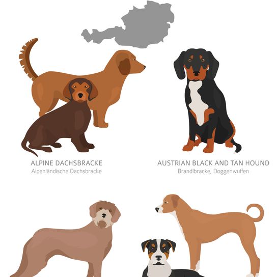 Austrian Black and Tan Hound overview Overview of recognized dog breeds from Austria, Brandbracke, Vieräugl, Kärntner Bracke