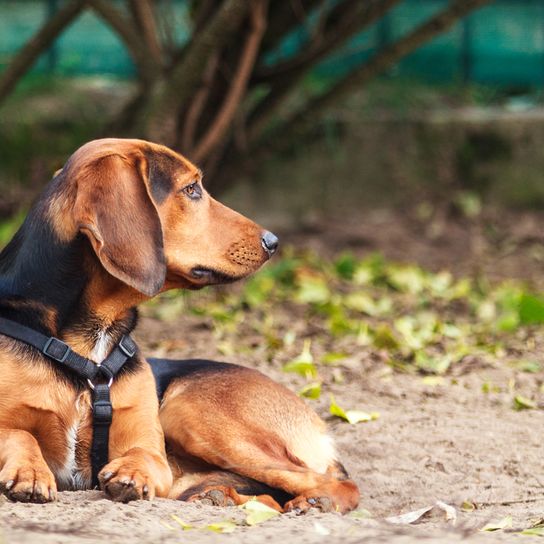 Tyrolean Bracke, hunting dog from Austria, Austrian dog breed, dog for hunters, small dog breed with floppy ears, knee high dog, tricoloured dog, dog similar to Beagle, dog similar to Badger Bracke, dog similar to Mountain Sweat Dog, independent breed