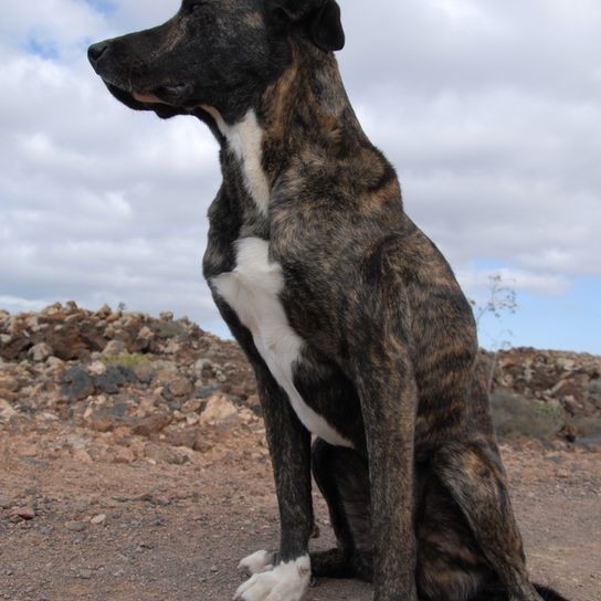 Bardino dog, Majorero Canario breed description and pictures