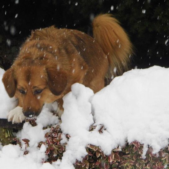 Snow,dog,dog breed,carnivore,fawn,companion dog,freeze,muzzle,whiskers,winter,