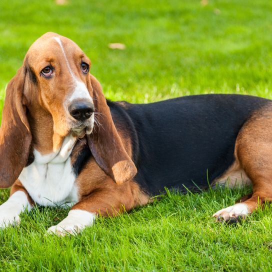 Basset Hound lying on a green meadow, dog with very long ears, dog that looks like Beagle but fatter, dog that is very fat, dog tends to be overweight, English dog breed
