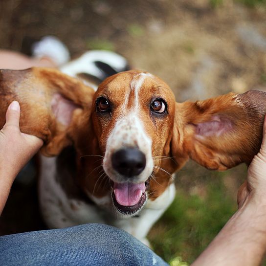 Basset has very large ears which are pulled by a human like a bat, brown white dog, tricolored dog breed similar to Beagle