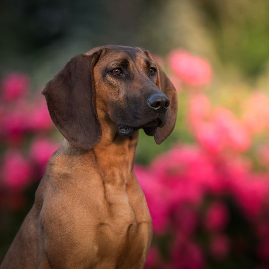 Bavarian mountain dog in flower meadow Dog,Mammal,Vertebrate,Canidae,Dog breed,Rhodesian ridgeback,Carnivore,Broholmer,Bavarian mountain hound,Hound,