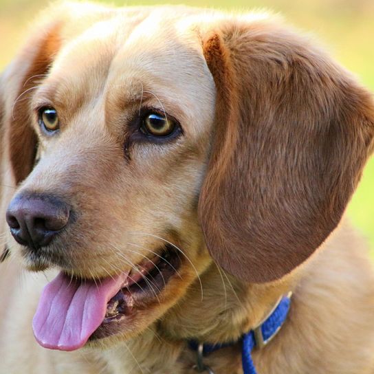Beagador light brown Dog,Mammal,Vertebrate,Dog breed,Canidae,Carnivore,Snout,Companion dog,Sporting Group,Beagador,
