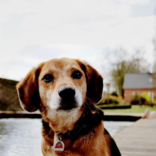 Beagador Dog,plant,carnivore,dog breed,fawn,companion dog,liver,muzzle,working animal,whiskers,