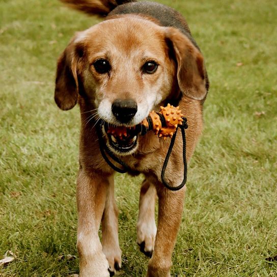 beagadro Dog,Dog breed,Carnivore,Companion dog,Fawn,Snout,Grass,Sporting group,Whiskers,Plant,