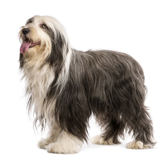 Bearded Collie grey white with long coat, shepherd dog, herding dog