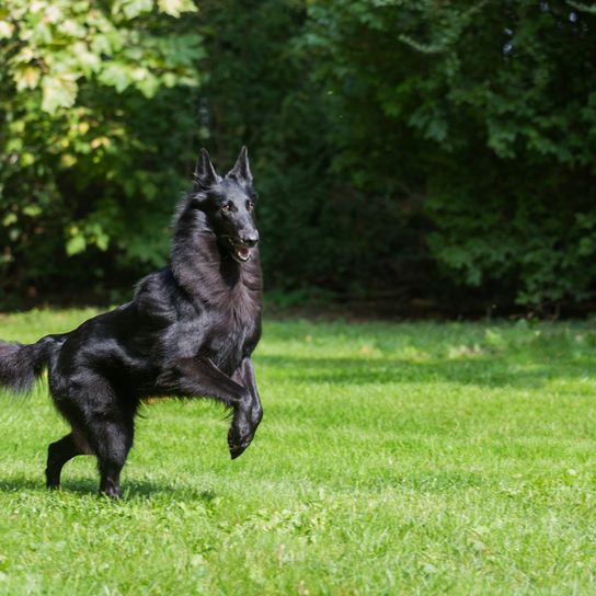 Belgian shepherd dog on meadow