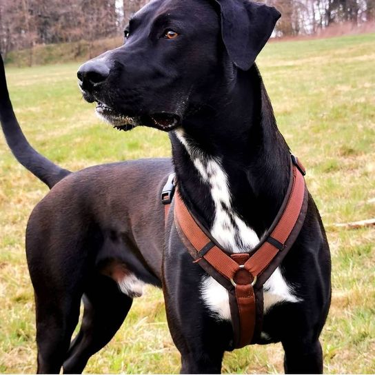 Belgian Shepherd Dalmatian © Anja Arnhold Hund,Hunderasse,Fleischfresser,Halsband,Haustierbedarf,Begleithund,Hundebedarf,Kitz,Hundehalsband,Arbeitstier,