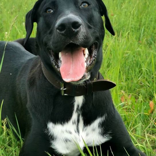Belgian Shepherd Dalmatian © Anja Arnhold Hund,Hunderasse,Fleischfresser,Halsband,Gras,Schnurrhaare,Rehbraun,Begleithund,Arbeitstier,Hundehalsband,