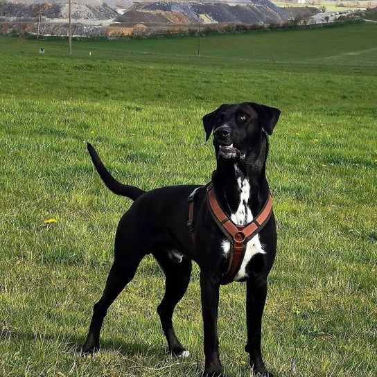 Belgian Shepherd Dalmatian © Anja Arnhold Hund,Fleischfresser,Halsband,Arbeitstier,Hunderasse,Pflanze,Kitz,Gras,Hundehalsband,Begleithund,