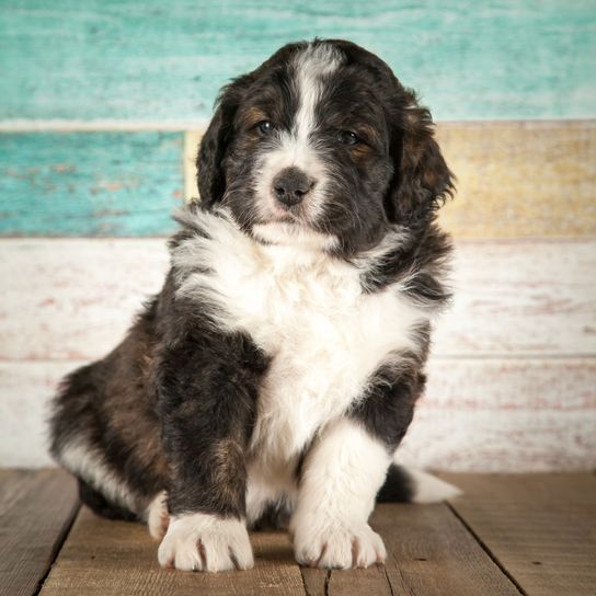 Bernedoodle puppy in front of wooden wall Dog,Mammal,Vertebrate,Dog breed,Canidae,Carnivore,Moscow watchdog,Pyrenean mastiff,Puppy,Landseer,