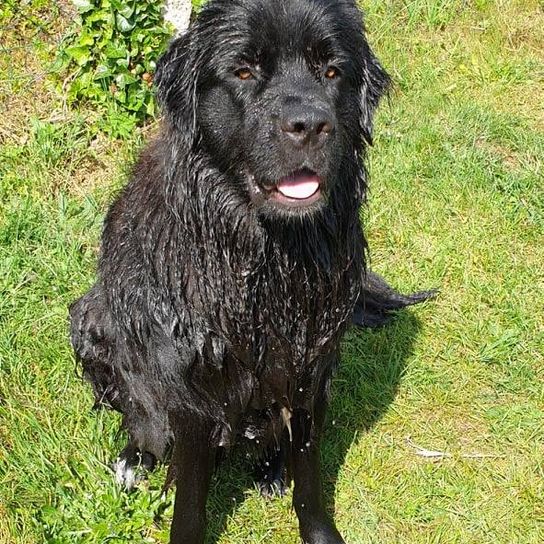 Hund,Hunderasse,Fleischfresser,Wasserhund,Arbeitstier,Leber,Begleithund,Terrestrisches Tier,Schnauze,Gras,