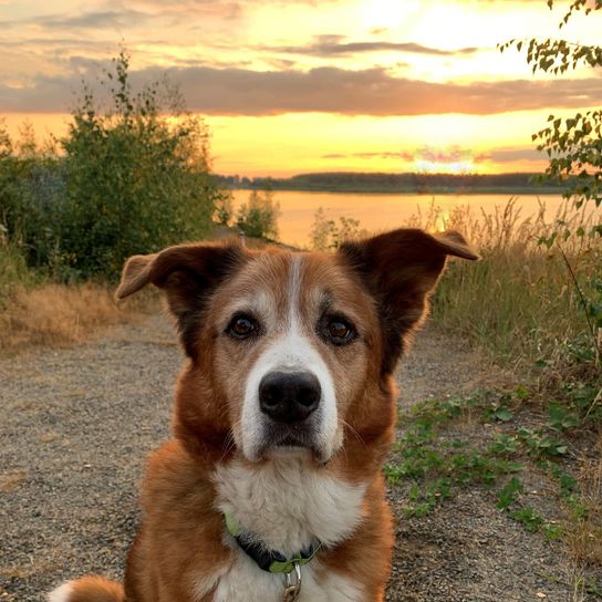 Himmel, Hund, Wasser, Wolke, Pflanze, Fleischfresser, Naturlandschaft, Gras, Hunderasse, Landschaft,