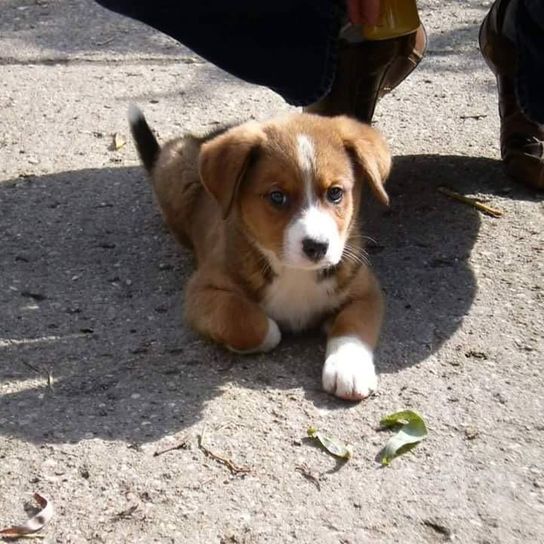Bernese Akita © Lisa Herrmann Hund,Hunderasse,Fleischfresser,Rehkitz,Begleithund,Spürhund,Straßenoberfläche,Schnauze,Jagdhund,Boden,