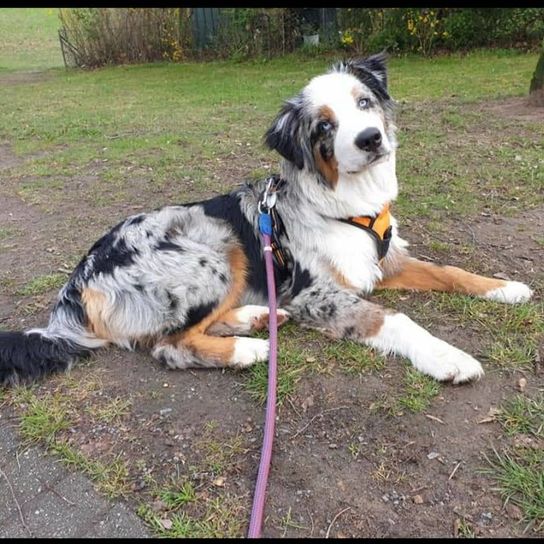 Bernese Mountain Dog Aussie Character Ownership Dog Breed