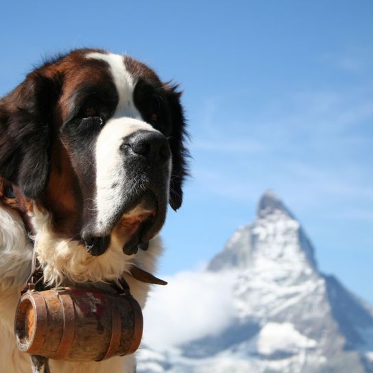 St. Bernard on glacier Dog,Mammal,Vertebrate,Dog breed,Canidae,Moscow watchdog,St. bernard,Carnivore,Giant dog breed,Snout,