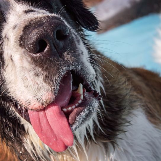 Saint Bernard tongue Vertebrate,Dog breed,Dog,Mammal,Canidae,Nose,English springer spaniel,Snout,Close-up,Carnivore,