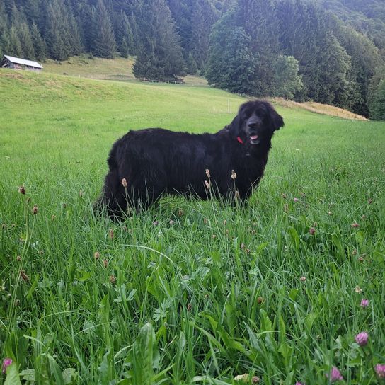 Plant, dog, sky, dog breed, carnivore, tree, natural landscape, grass, meadow, flower,