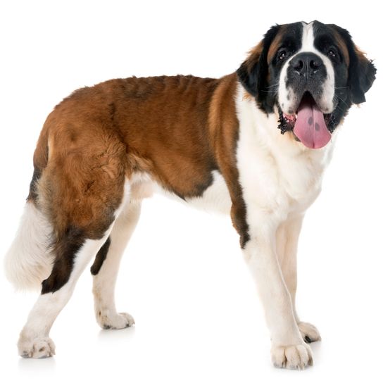 Dog,Mammal,Vertebrate,Dog breed,Canidae,Moscow watchdog,Giant dog breed,Carnivore,St. bernard,Working dog,