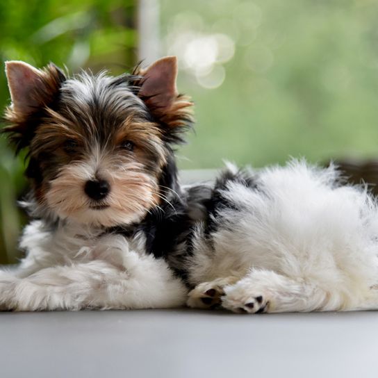 Biewer Terrier puppy, Yorkshire Terrier Biewer version, Yorkshire Terrier with white spot as own breed, small hypoallergenic breeds