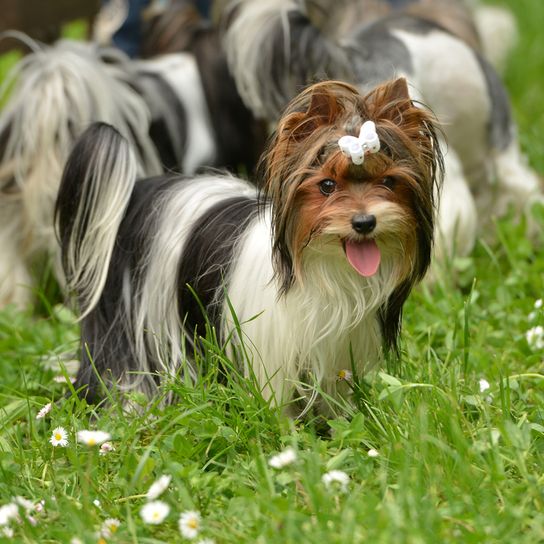 tri-coloured Yorkshire Terrier, Biewer Terrier with white spot, dog that is small and hypoallergenic, hypoallergenic breed, small dog breed with long coat, cute dog for beginners