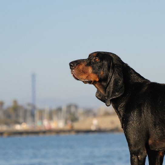 Black and Tan Coonhound, hunter dog, hunting dog, black and tan dog breed from America, American dog with long floppy ears, dog similar to Bracke, large dog breed, coon hunting dog