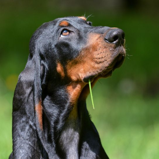 black and tan coonhound profile Black and Tan Coonhound, hunter dog, hunting dog, black and tan dog breed from America, American dog with long floppy ears, dog similar to Bracke, large dog breed, coon hunting dog
