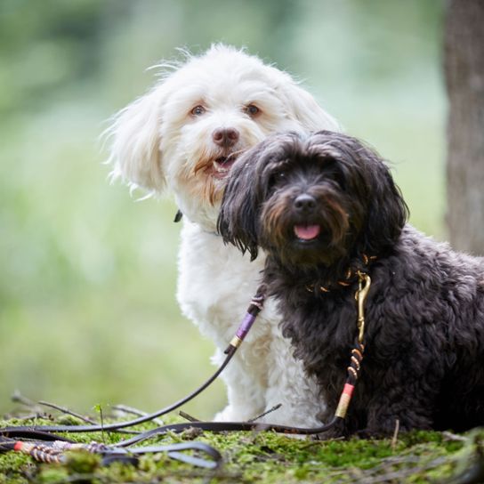 black and white Havanese Dog,Mammal,Vertebrate,Dog breed,Canidae,Carnivore,Havanese,Tibetan terrier,Sporting Group,Petit basset griffon vendéen,