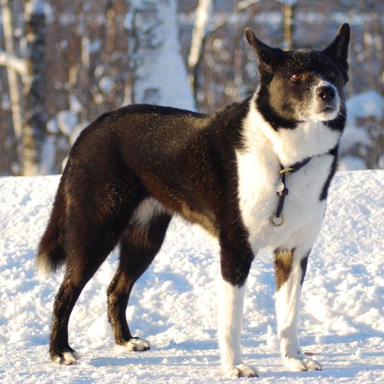 Karelian Bear Dog breed description, Finnish dog breed, dog from Finland, black and white dog with prick ears, dog similar to Husky, dog similar to Spitz, Spitz-like breed, hunting dog, independent dog breed, no beginner dog breed, Panda look in dog, Björnhund, Karjalankarhukoira, large dog