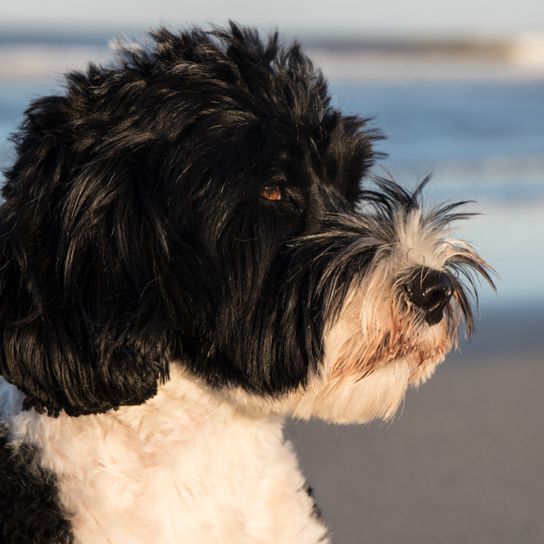 black and white water dog from Portugal Portuguese Water Dog black white, dog similar to poodle, hypoallergenic dog breed