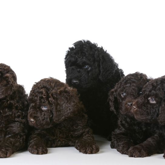 Dog,Canidae,Dog breed,Toy Poodle,Portuguese water dog,Puppy,Carnivore,Sporting Group,Water dog,Labradoodle,