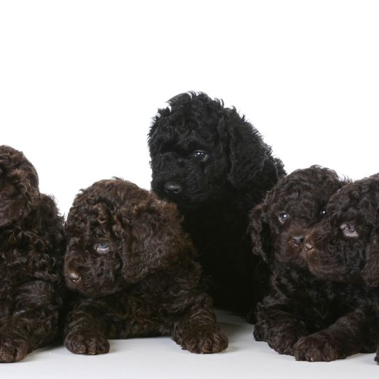 black Barbet puppies Dog,Canidae,Dog breed,Toy Poodle,Portuguese water dog,Puppy,Carnivore,Sporting Group,Water dog,Labradoodle,