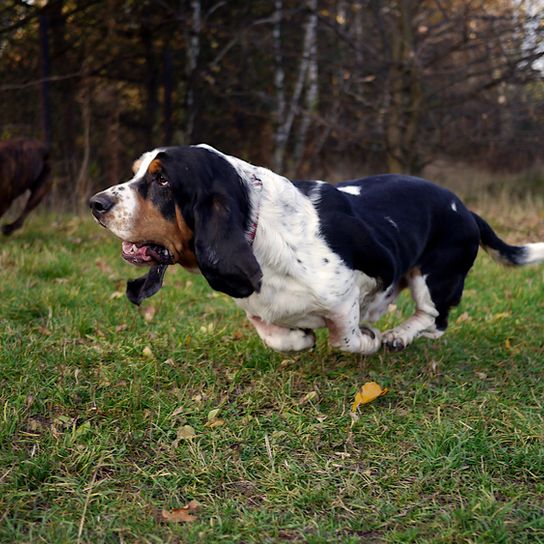 Black brown white dog running fast across a green meadow, basset running, dog with long floppy ears and short coat that is knee high