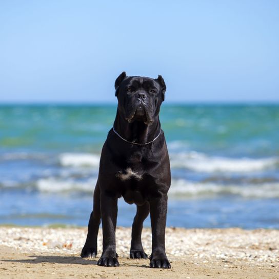 black Cane Corso at the sea with cropped ears Dog,Vertebrate,Canidae,Mammal,Dog breed,Guard dog,Carnivore,Cane corso,Snout,Sea,