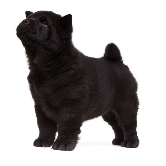 Mammal,Vertebrate,Dog,Canidae,Dog breed,Carnivore,Chow chow,Companion dog,Non-Sporting Group,Black norwegian elkhound,