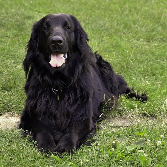 black retriever with flatcoated coat, long smooth black coat on big dog