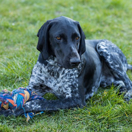 black and white german shorthair lies on a meadow and plays with a string toy